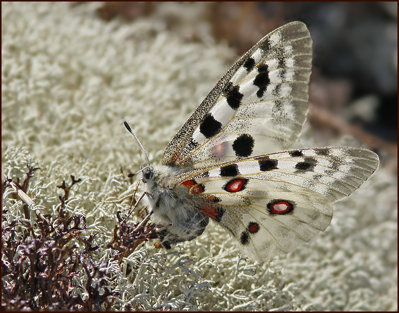 Apollo, Apollofjril   (Parnassius apollo) fem.jpg