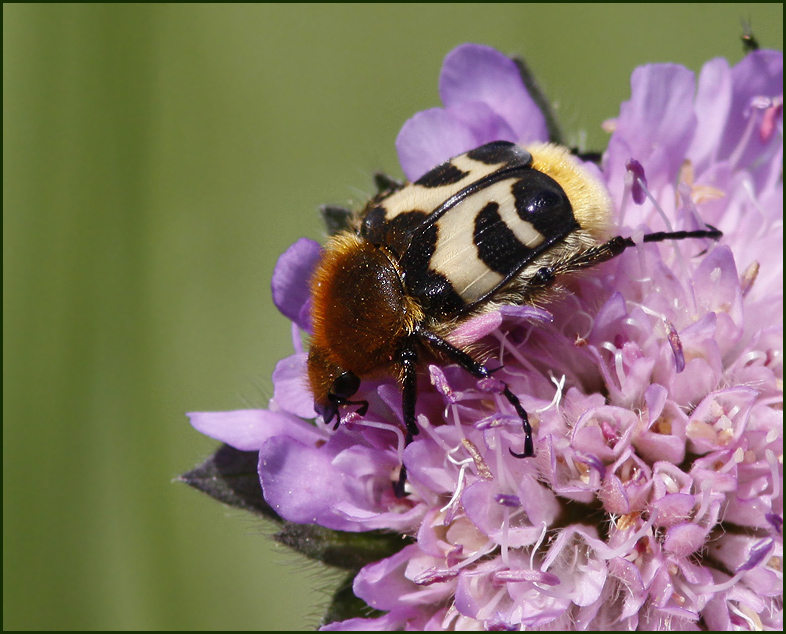 Bee beetle, Humlebagge,   (Trichius fasciatus).jpg