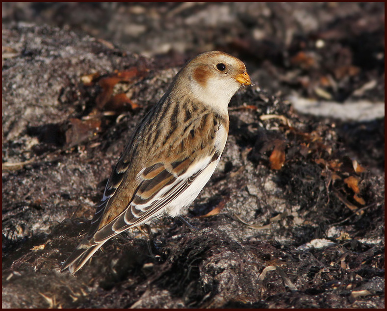 Snow Bunting, Snsparv   (Plectrophenax nivalis).jpg