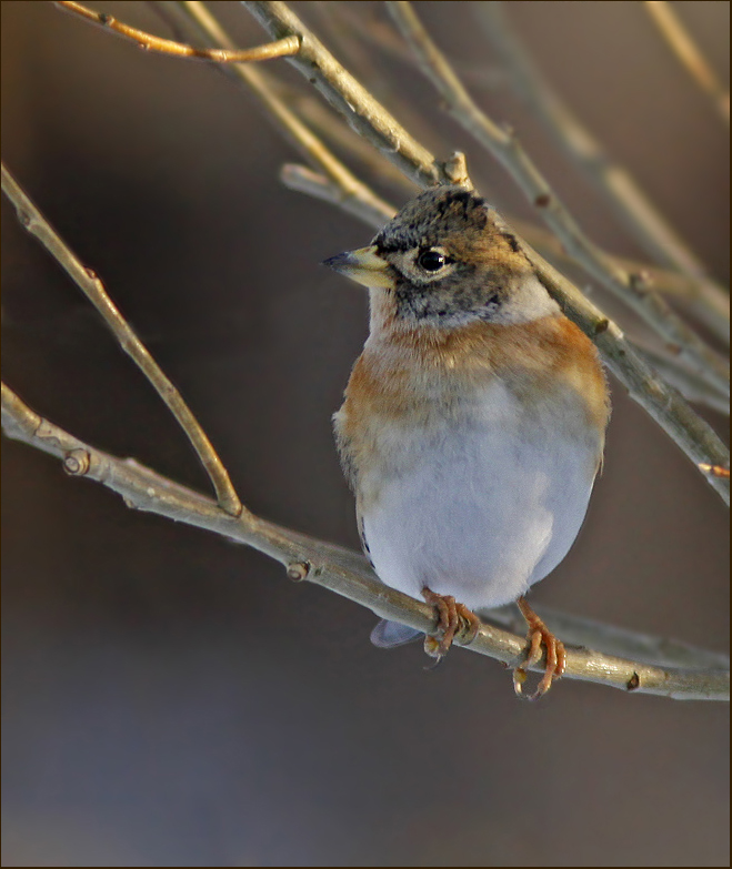 Bramling, Bergfink   (Fringilla montifringilla).jpg
