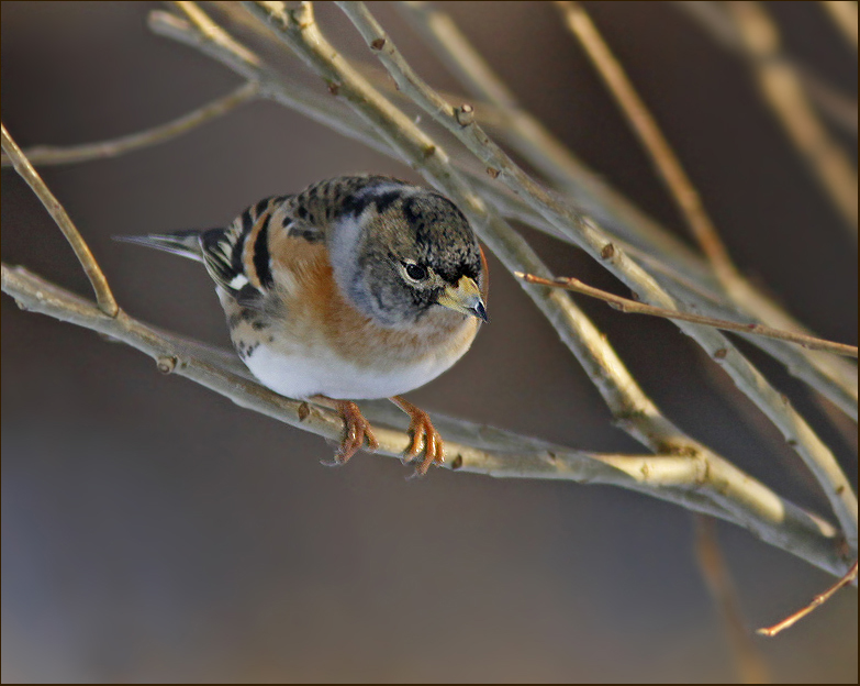 Bramling, Bergfink   (Fringilla montifringilla).jpg