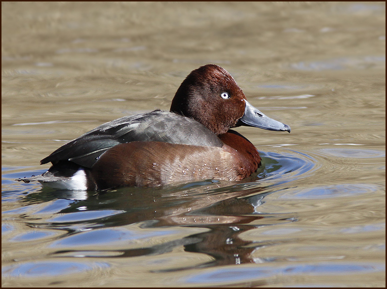 Ferruginous Duck male, Vitgd dykand hane   (Aythya nyroca).jpg