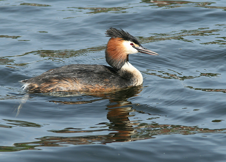 Great-crested Grebe, Skggdopping