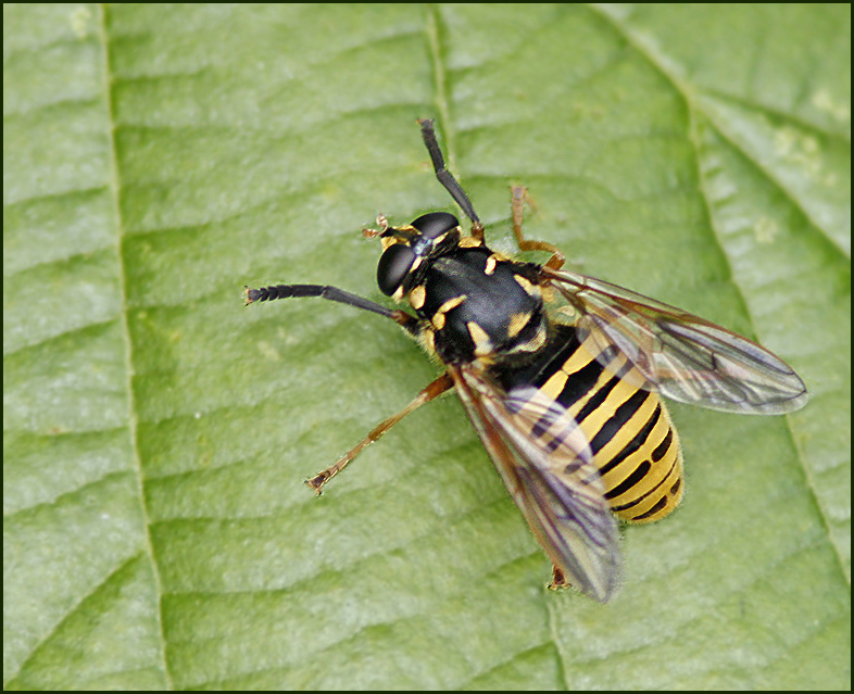 Getinglik tigerfluga   (Temnosoma vespiforme).jpg