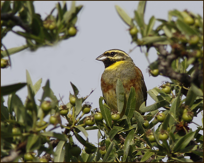 Cirl Bunting, Hcksparv   (Emberiza cirlus).jpg