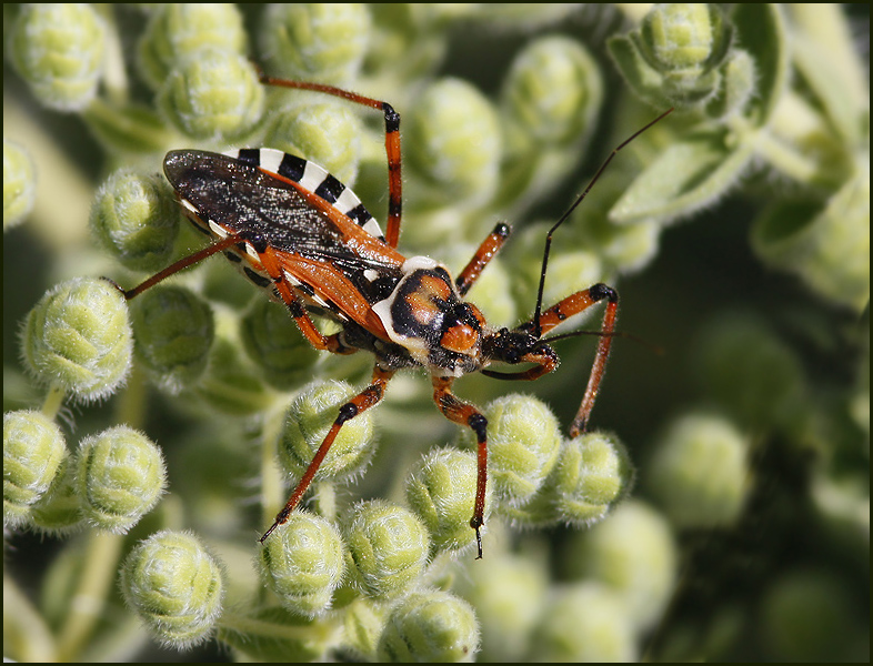 Red Assasin Bug   (Rhynocoris punctiventris).jpg