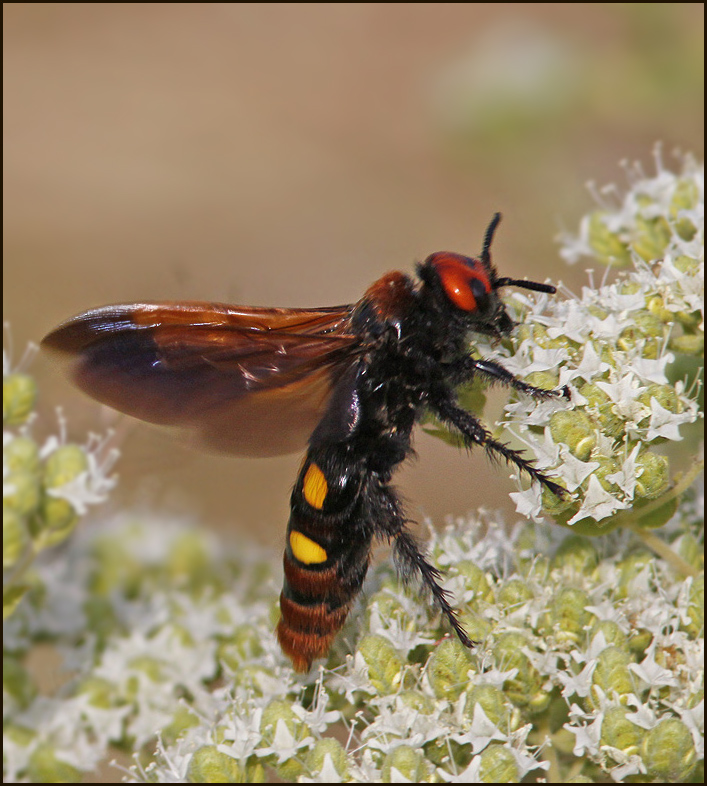 Giant Solitary Wasp, female   (Megascolia maculata).jpg