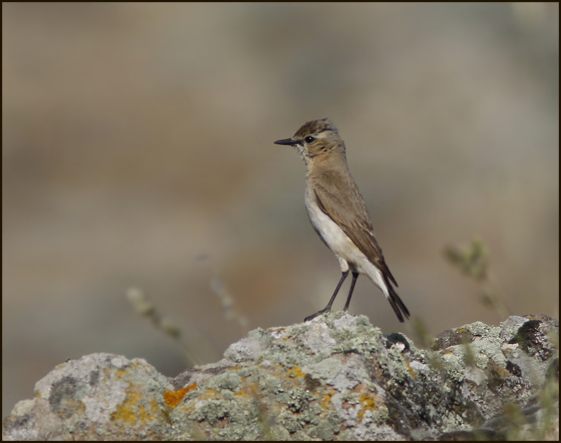 Isabelline Wheatear, Isabellastenskvtta   (Oenanthe isabellina).jpg