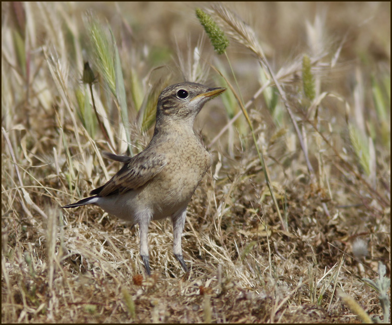 Oenanthe isabellina juvenile.jpg