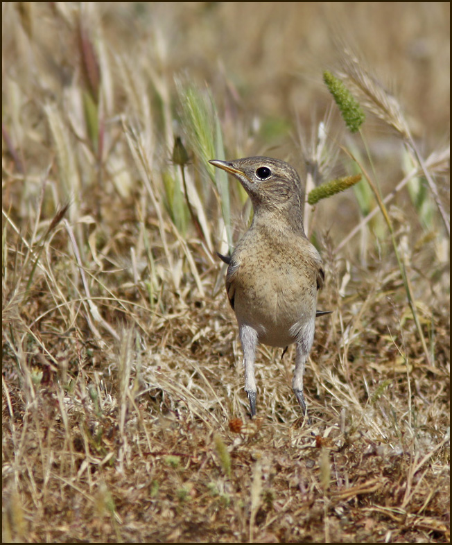 Oenanthe isabellina juvenile.jpg