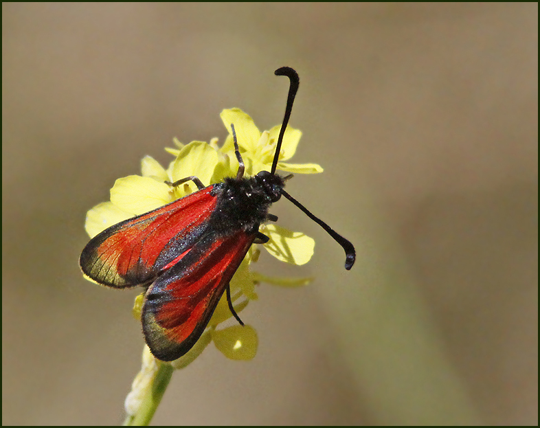 Burnet moth, Klubbsprtad bastardsvrmare   (Zygaena punctum).jpg