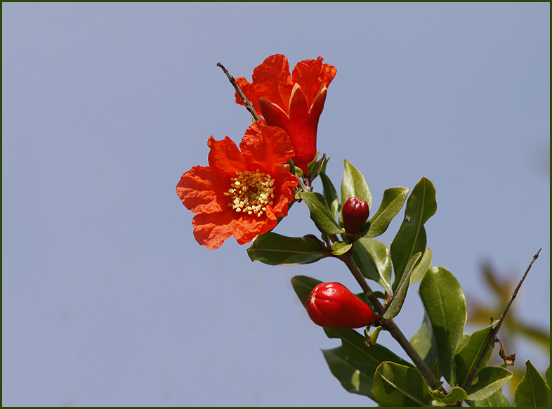 Wild Pomegranate, Granatpple   (Punica granatum).jpg