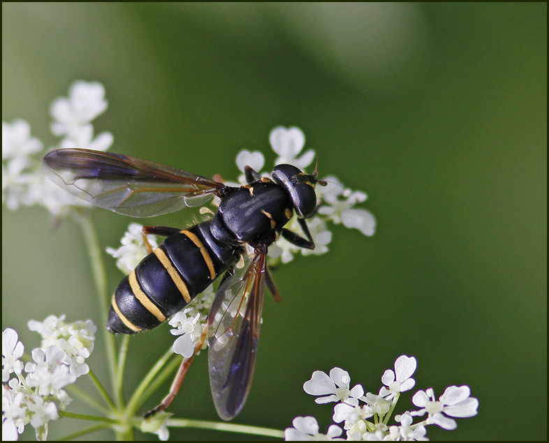 Tigerblomflugor, Temnostoma