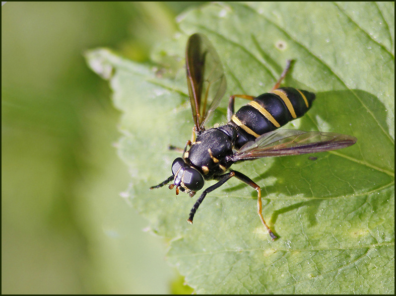 ngstigerfluga   (Temnostoma bombylans) 2.jpg