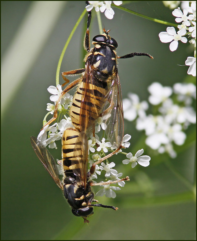 Getinglik tigerfluga  (Temnostoma vespiforme9.jpg