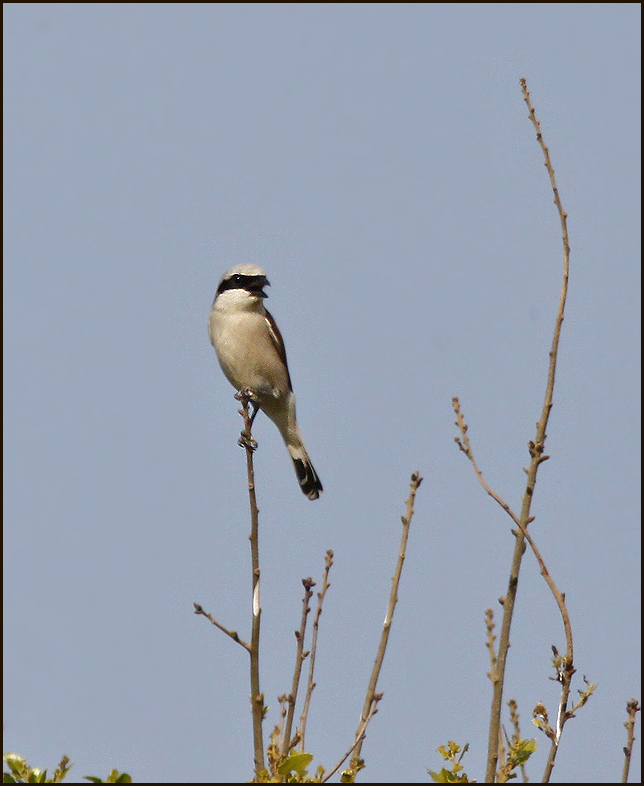 Lesser Grey Shrike, Svartpannad trnskata   (Lanius minor).jpg