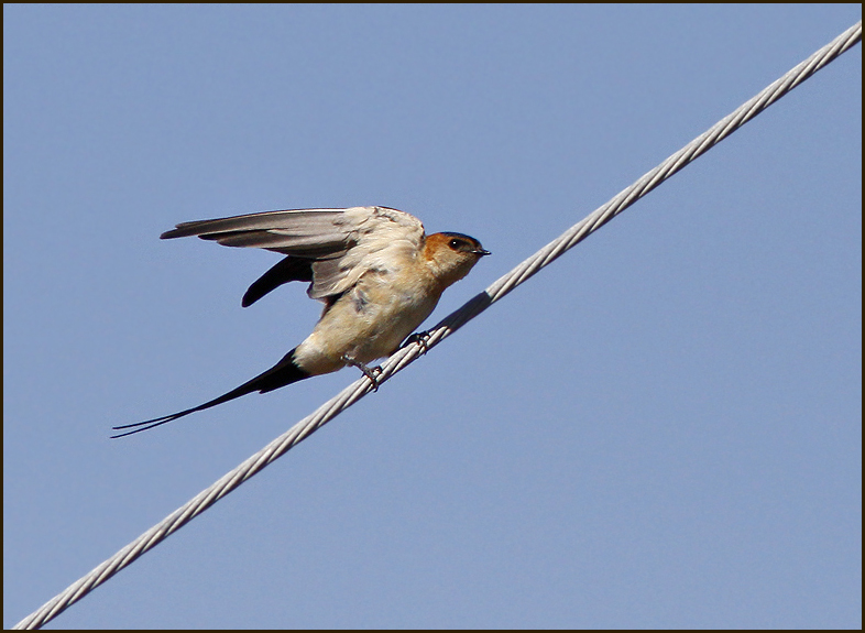 red-rumped Swallow, Rostgumpsvala   (Hirundo daurica).jpg