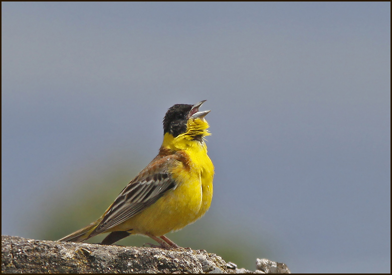 Black-headed bunting, Svarthuvad sparv (Emberiza melanocephala)..jpg