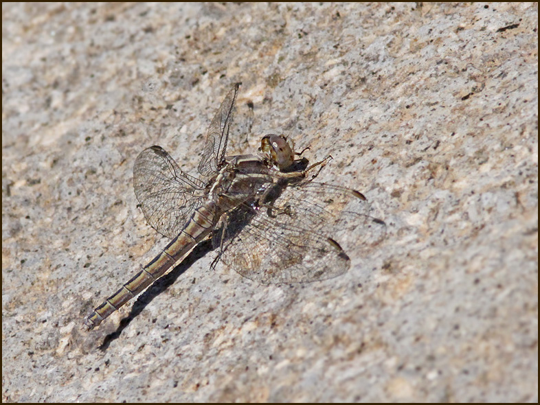 Small Skimmer female   (Orthetrum taeniolatum).jpg