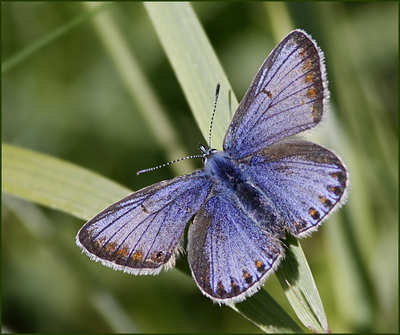 Common blue female, Puktrneblvinge   (Polyommatus icarus).jpg