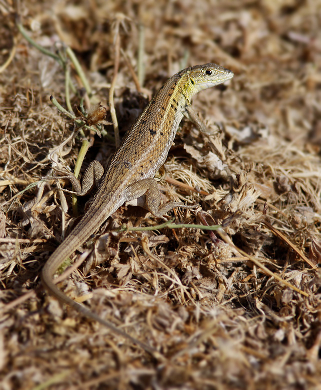 Snake-eyed Lizard female, Ormgondla hona   (Ophisops elegans)..jpg
