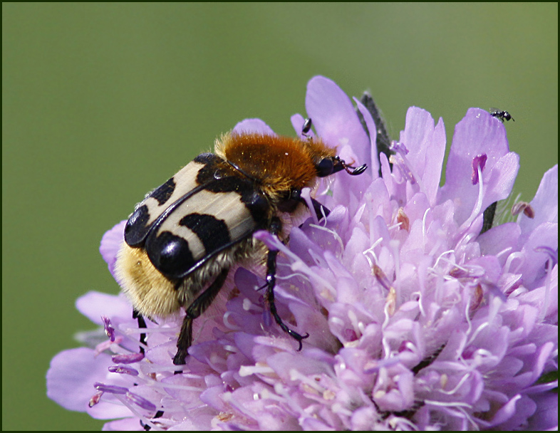 Bee beetle, Humlebagge,   (Trichius fasciatus).jpg