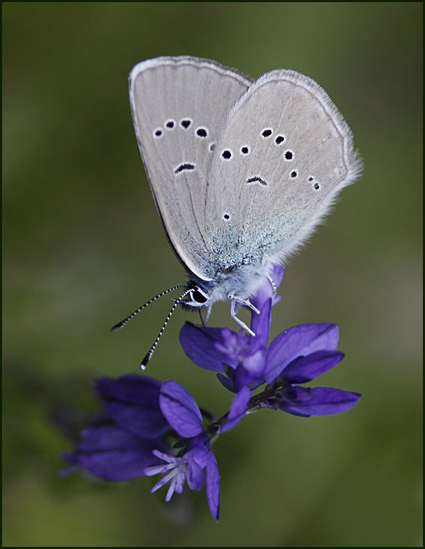 Mazarine Blue, ngsblvinge   (Polyommatus semiargus)..jpg
