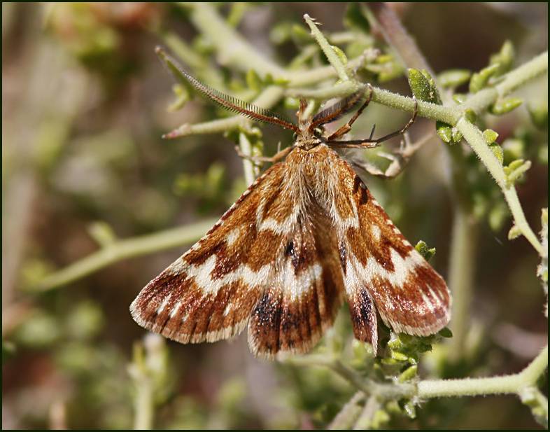 Pyralid moth   (Synaphe moldavica).jpg