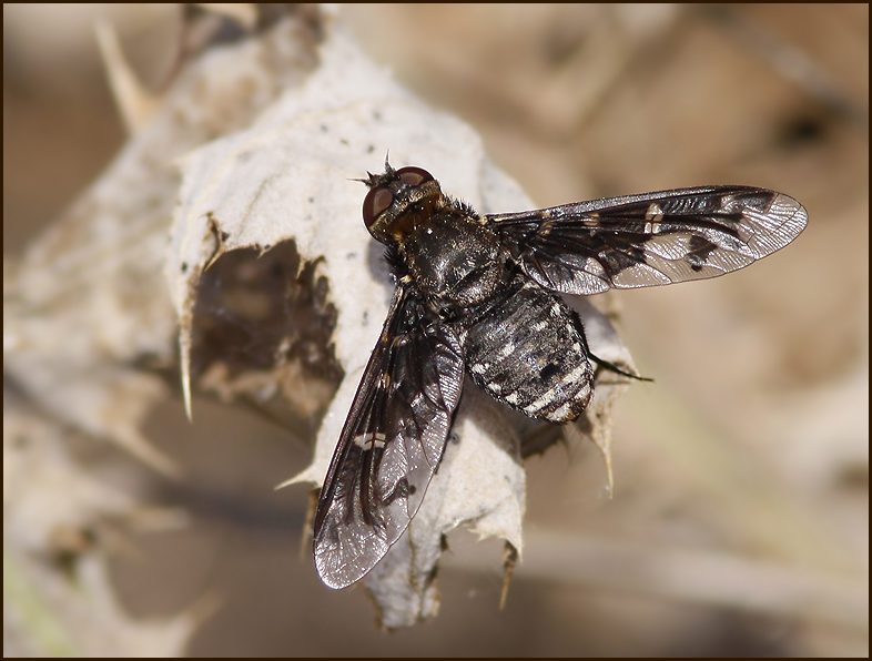 Bee Fly   (Thyridanthrax sp).jpg