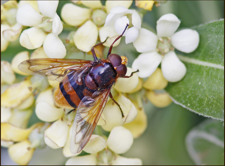 hoverfly male, Blomfluga   (Volucella zonaria).jpg