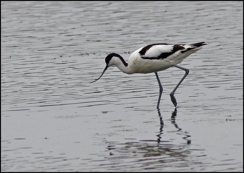 Avocet, Skrflcka   (Recurvirostra avosetta).jpg