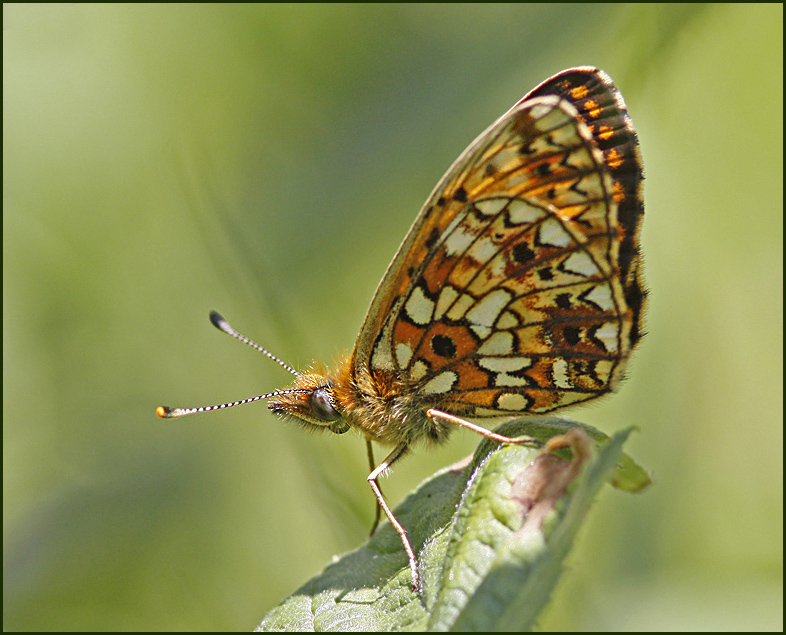 Small Pearl-bordered fritillary, Brunflckig prlemorfjril  (Boloria selene)..jpg