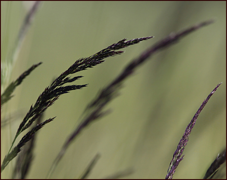 Brunrör, (Calamagrostris pupurea).jpg