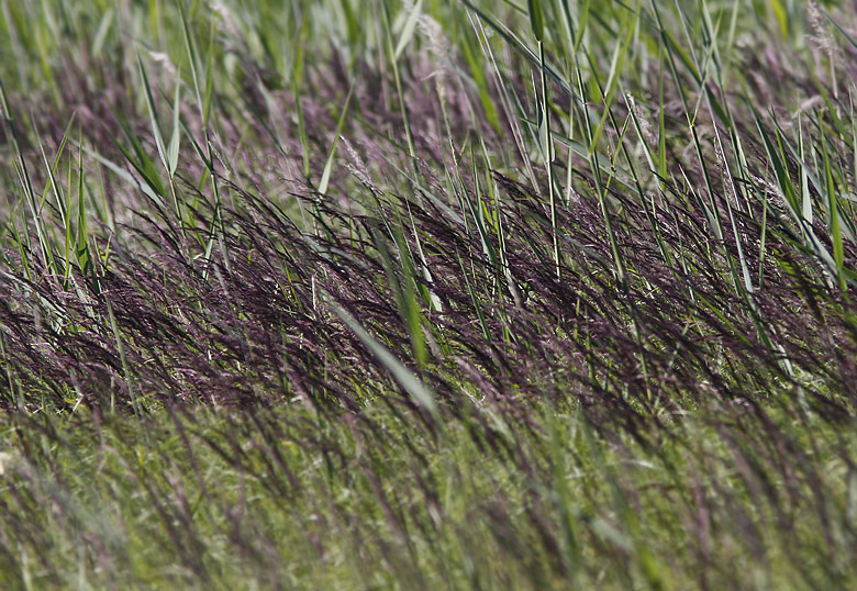 Brunrör, (Calamagrostris pupurea).jpg