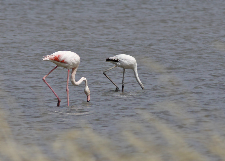 Greater Flamingo, adult and juvenile   (Phoenicopterus ruber).jpg