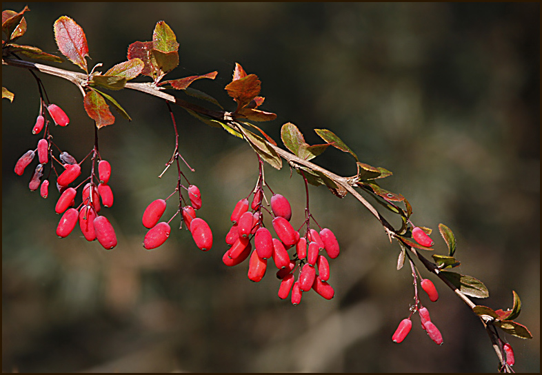 Berberis vulgaris.jpg