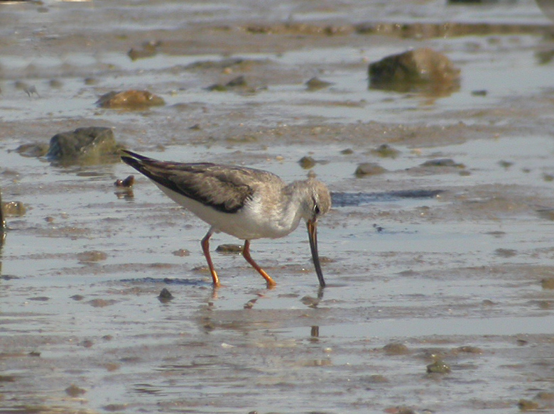 Terek Sandpiper   (Xenus cinerius).jpg