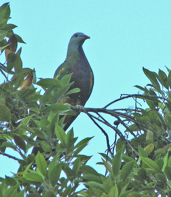 Wompoo Fruit-dove, Wompoofruktduva  (Ptilonopus magnificus).jpg