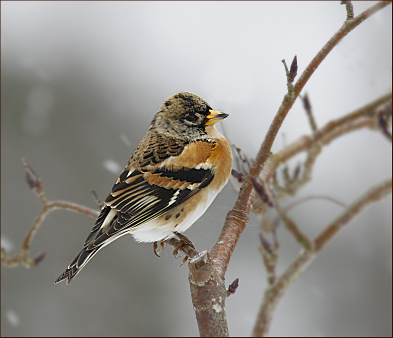 Bramling, Bergfink   (Fringilla montifringilla.jpg