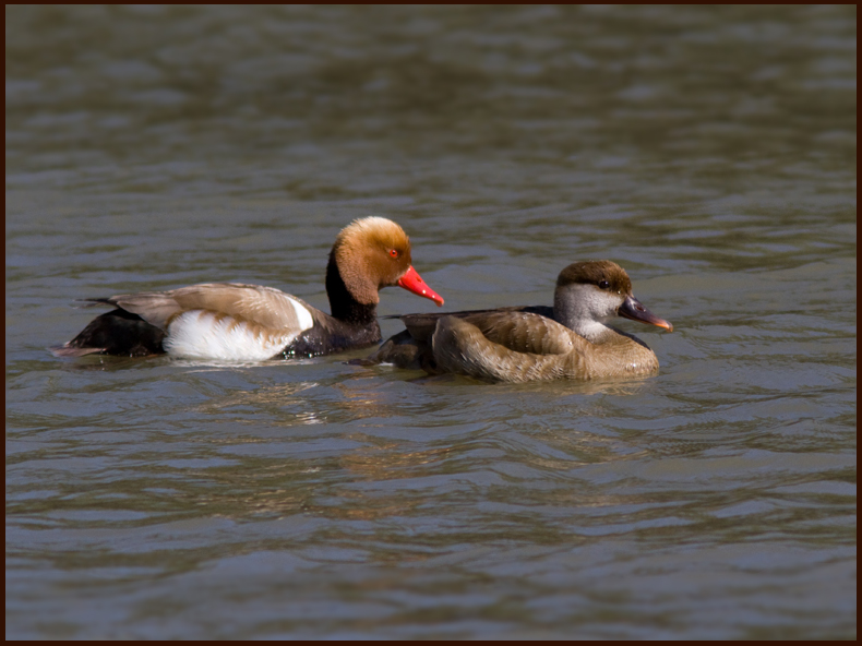 Red-headed Pochard pair, Rödhuvad dykand par (Netta rufina).jpg