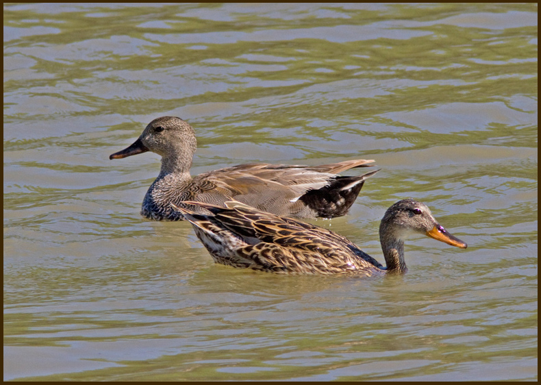 Gadwall, Snatterand   (Anas strepera).jpg