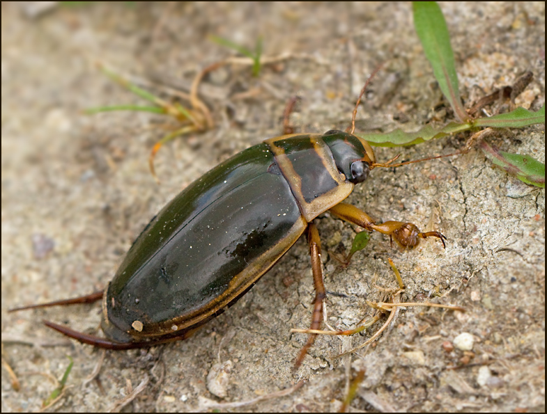 Great Diving Beetle, Gulbrmad dykare  (Dytiscus marginalis).jpg