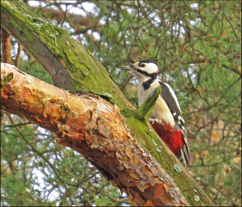 Större hackspett hane (Dendrocopus major) Greater Spotted Woodpecker male .jpg
