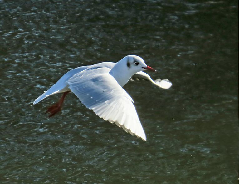 Black-headed Gull, Skrattms   (Chroicocephalus ridibundus)..jpg