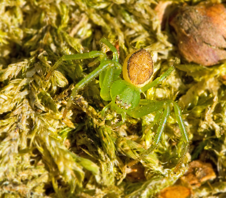 Bladkrabbspindel, Green Crab Spider (Diaea dorsata).jpg