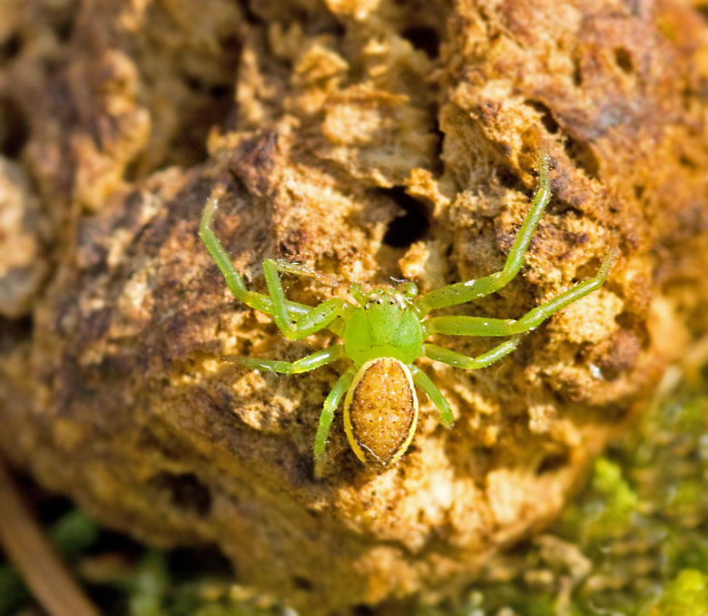 Bladkrabbspindel, Green Crab Spider (Diaea dorsata).jpg