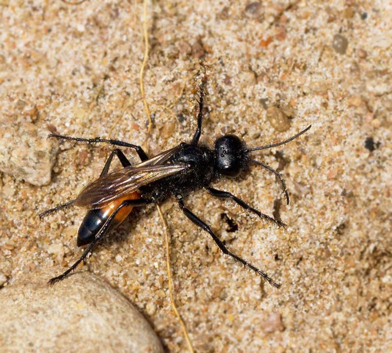 Spider Wasp (Podalonia hirsuta).jpg
