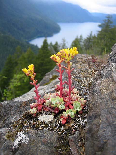 CRASSULACEAE - SEDUM SPATHULIFOLIUM - BROAD-LEAVED STONECROP - STORM KING TRAIL (6).jpg