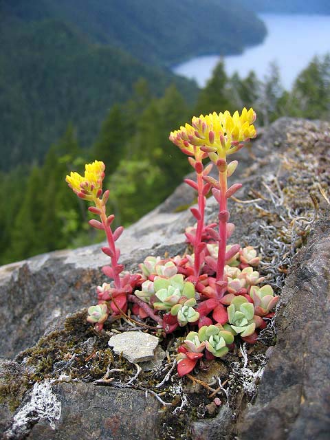 CRASSULACEAE - SEDUM SPATHULIFOLIUM - BROAD-LEAVED STONECROP - STORM KING TRAIL (7).jpg