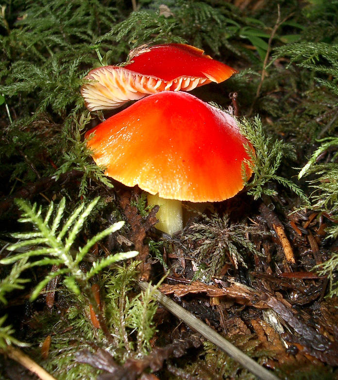 Hygrophorus coccineus scarlet waxy cap.JPG